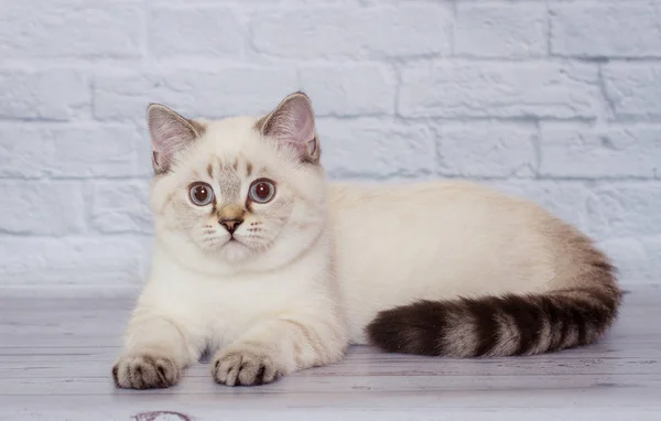 Gato Escocés Cara Recta Color Claro —  Fotos de Stock