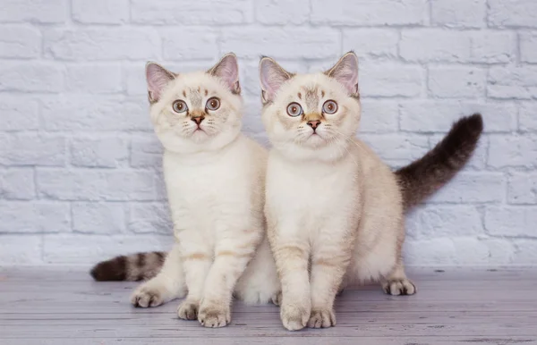 Scottish Straight Faced Light Colored Cat — Stock Photo, Image