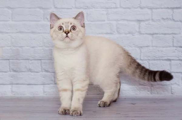 Scottish straight-faced light colored cat
