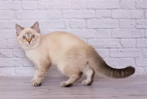 Scottish Fold Chaton Sur Fond Isolé Lumière — Photo