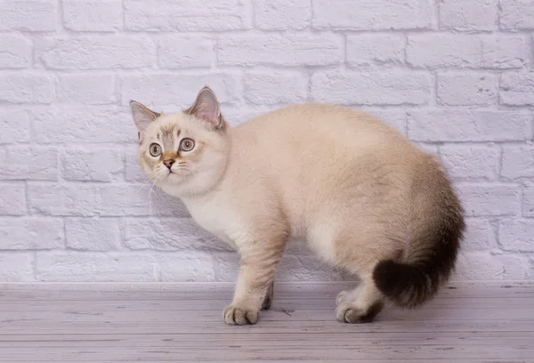 Scottish Fold Gatito Sobre Fondo Aislado Luz —  Fotos de Stock