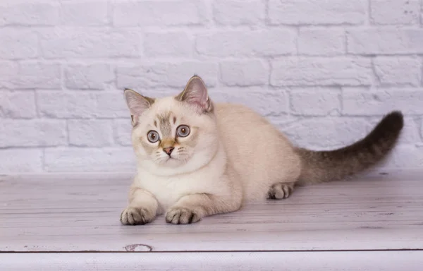 Scottish Fold Gatito Sobre Fondo Aislado Luz —  Fotos de Stock