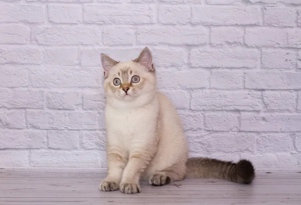 Scottish Fold Gatito Sobre Fondo Aislado Luz —  Fotos de Stock