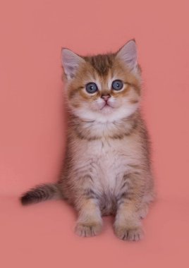 komik İskoç Düz kedi yavrusu çalış