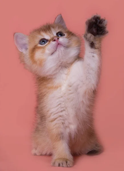 Engraçado Escocês Linha Reta Gatinho Joga — Fotografia de Stock