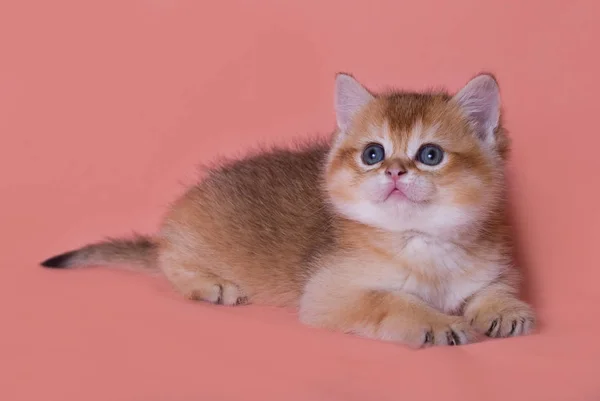 Funny Scottish Straight Kitten Plays — Stock Photo, Image