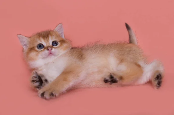 Funny Scottish Straight Kitten Plays — Stock Photo, Image