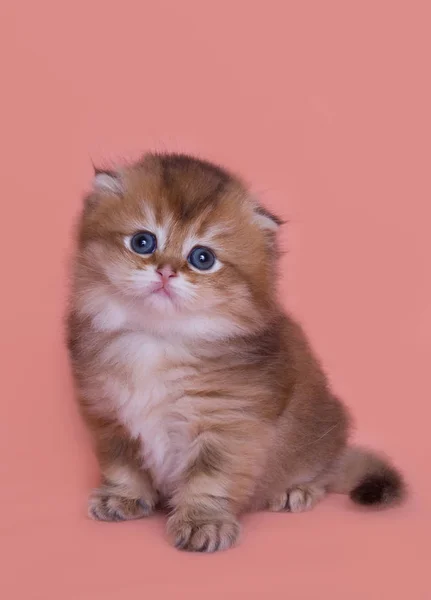 Komik Yayla Katlama Kedi Yavrusu Oynarken — Stok fotoğraf