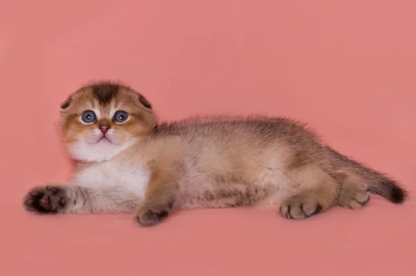 Funny Kitten Scottish Fold Plays Lies — Stock Photo, Image