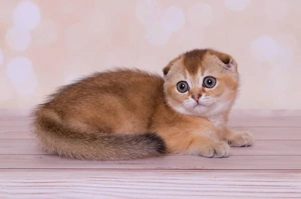 Scottish Fold Kattunge Röd Färg — Stockfoto