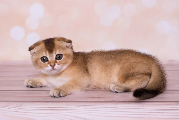 Escocés Pliegue Gatito Rojo Color — Foto de Stock