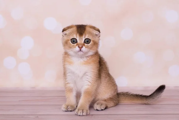 Escocês Dobra Gatinho Cor Vermelha — Fotografia de Stock