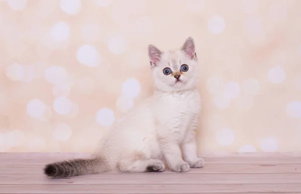 Schots Katje Speelt Een Effen Achtergrond — Stockfoto