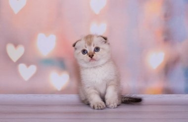 İskoç kat kedi yavrusu renk noktası