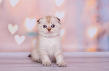 İskoç kat kedi yavrusu renk noktası