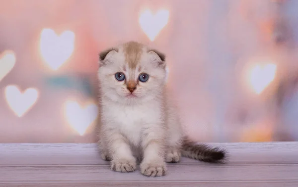 Escocês Dobrar Ponto Cor Gatinho — Fotografia de Stock