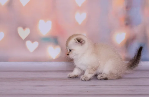 Scottish Fold Kattunge Färgpunkt — Stockfoto