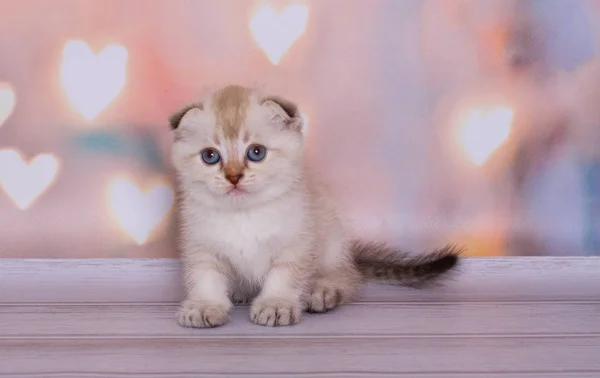 Escocês Dobrar Ponto Cor Gatinho — Fotografia de Stock