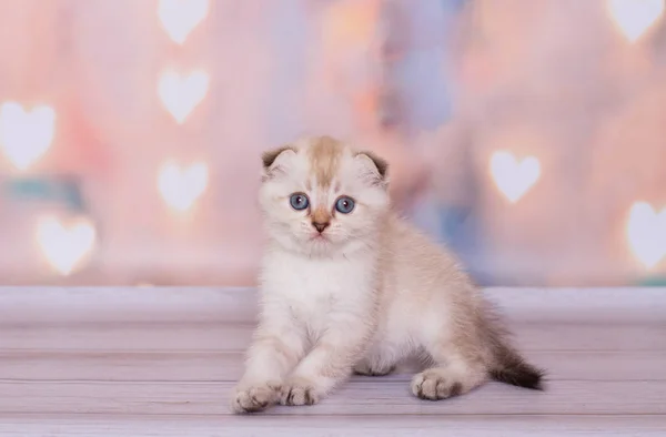 Escocês Dobrar Ponto Cor Gatinho — Fotografia de Stock