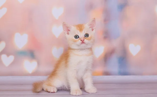 Skoç Düz Kırmızı Beyaz Kedi Yavrusu — Stok fotoğraf