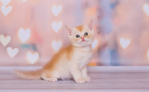 Escocés Recta Rojo Blanco Gatito — Foto de Stock