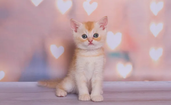 Escocês Straight Vermelho Branco Gatinho — Fotografia de Stock