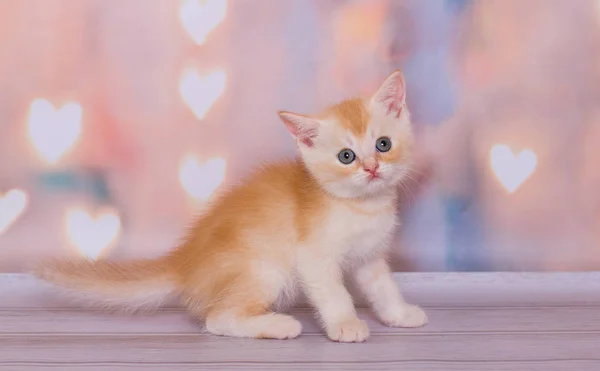 Schotse Rechte Rode Witte Kitten — Stockfoto