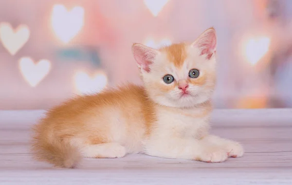 Scottish Ginger Straight Kitten Plays — Stock Photo, Image