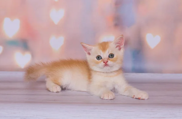 Scottish Ginger Straight Kitten Plays — Stock Photo, Image