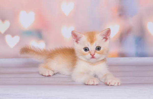 Scottish Ginger Straight Kitten Plays — Stock Photo, Image