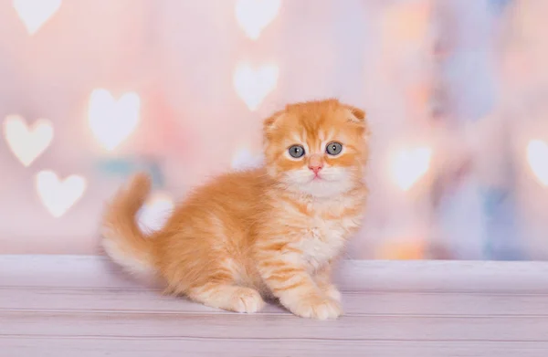 Scottish Ginger Fold Kitten Playing — Stok Foto