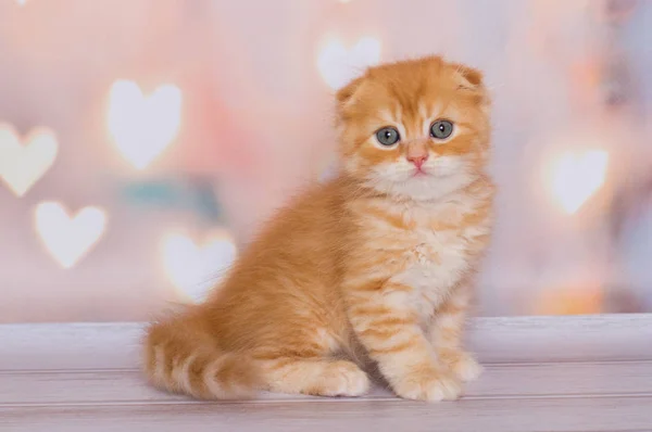 Escocês Gengibre Dobrar Gatinho Jogando — Fotografia de Stock