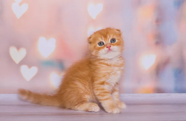 苏格兰小猫折叠颜色红色大理石 — 图库照片