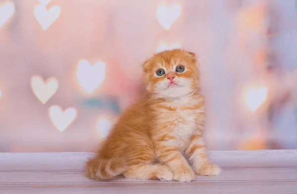 Schotse Kitten Vouwen Kleur Rood Marmer — Stockfoto