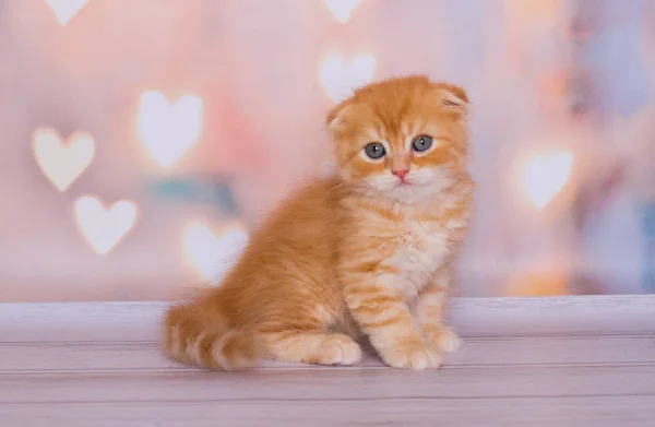 Escocês Gatinho Dobra Cor Mármore Vermelho — Fotografia de Stock