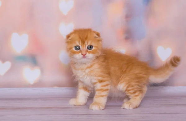 Escocês Gatinho Dobra Cor Mármore Vermelho — Fotografia de Stock