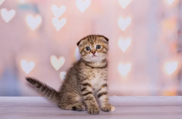 Scottish Fold Kitten Striped — Stock Photo, Image