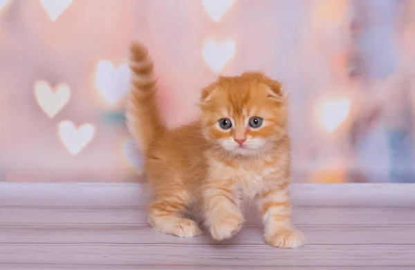 Escocês Gatinho Dobra Cor Mármore Vermelho — Fotografia de Stock