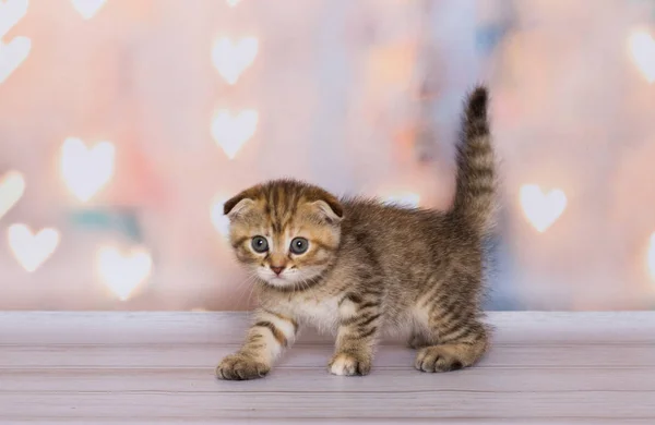 Gatito Pliegue Escocés Una Rayas — Foto de Stock