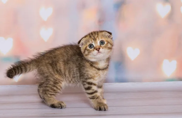 Gatito Pliegue Escocés Una Rayas —  Fotos de Stock