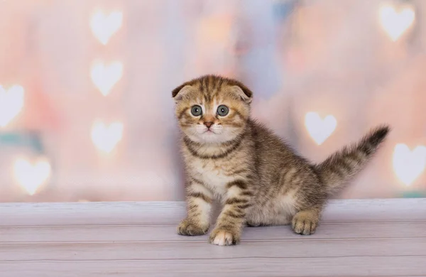 Scottish Fold Kitten Kolor Bicolor Tle — Zdjęcie stockowe