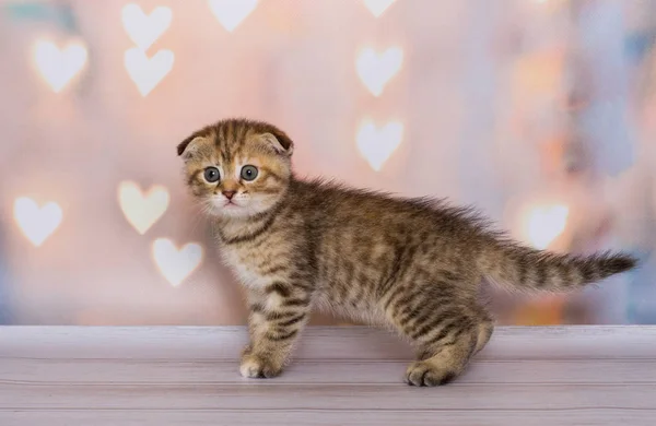 Scottish Fold Kitten Color Bicolor Latar Belakang — Stok Foto