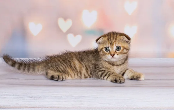 Schottische Falte Kätzchen Farbe Bicolor Auf Dem Hintergrund — Stockfoto