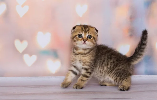 苏格兰 折叠小猫颜色双色背景 — 图库照片