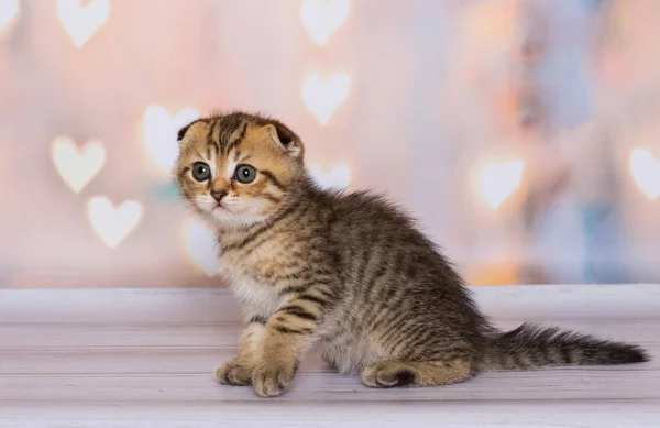 Scottish Fold Chaton Bicolore Couleur Sur Fond — Photo