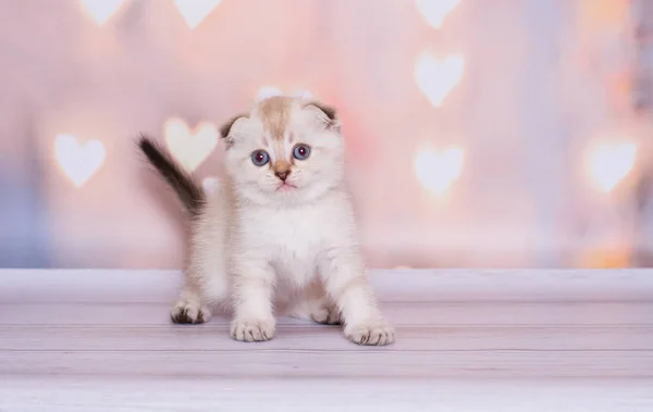 Scottish Fold Kitten Plays Plain Background — Stock Photo, Image