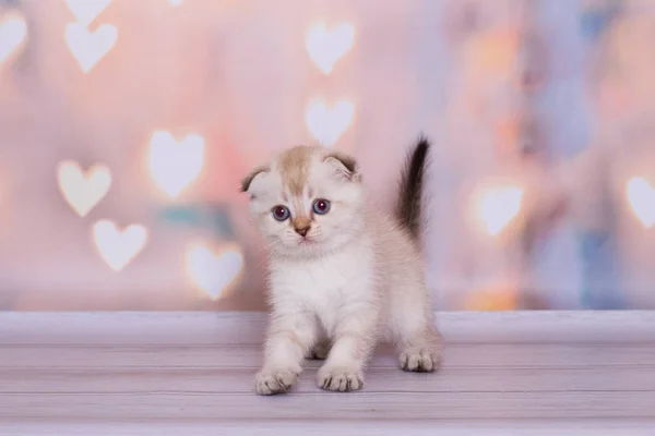 Scottish Fold Gattino Gioca Uno Sfondo Semplice — Foto Stock