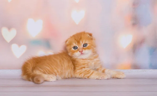 Schotse Kitten Vouwen Kleur Rood Marmer — Stockfoto