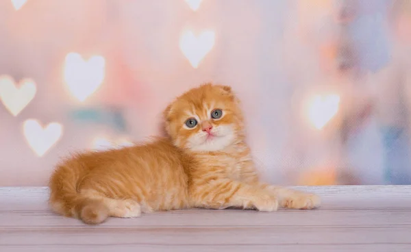 Skoç Kedi Renk Kırmızı Mermer — Stok fotoğraf