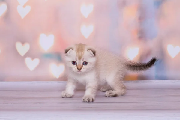 Gatito Pliegue Escocés Juega Sobre Fondo Liso —  Fotos de Stock